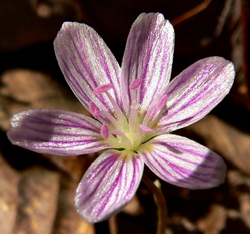 {Claytonia caroliniana}